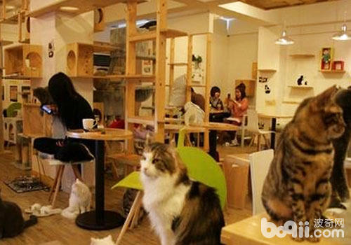  以貓咪為噱頭的餐廳酒店前途光明？