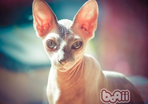 對于新來貓咪的飼養注意事項