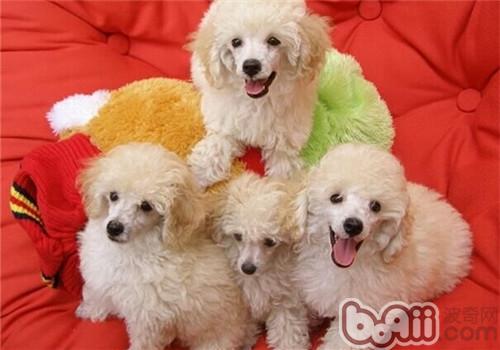 狗狗抽筋的幾種情況