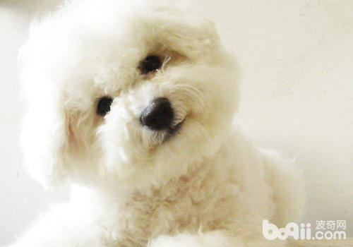 為何<a href=/zhonglei/gou/ target=_blank class=infotextkey>狗</a>狗總是舔爪