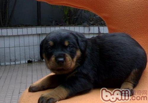 羅威納犬的訓練方法