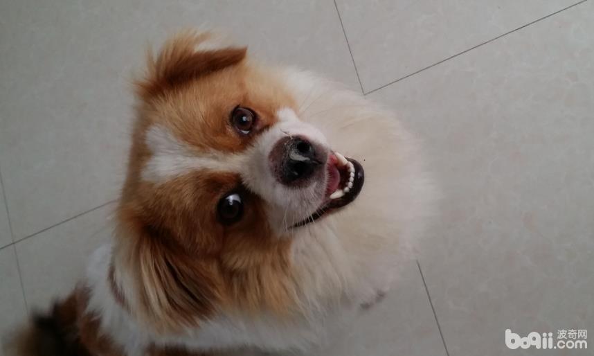 治療狗狗嘴潰瘍的辦法都有哪些？