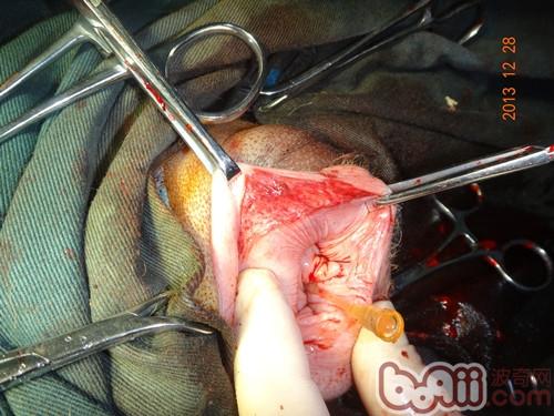 犬陰道增生物的手術治療