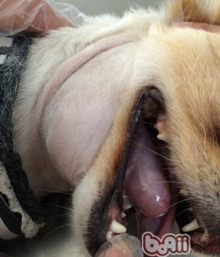 犬舌下囊腫的診治