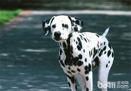 犬胃扭轉的發病原因