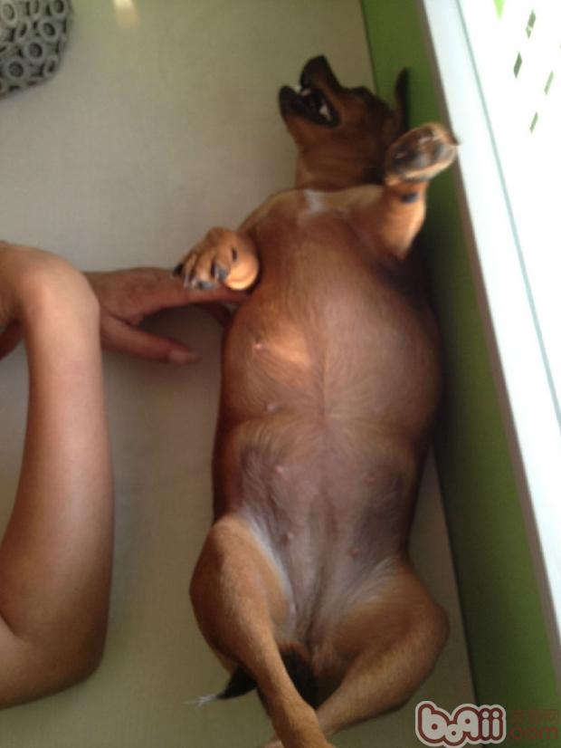 一例小鹿犬肥胖癥引發的思考