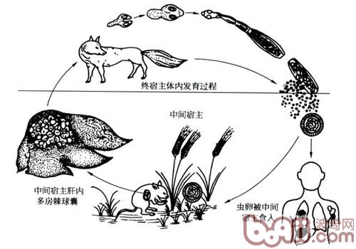 人犬共患寄生蟲病——包蟲病
