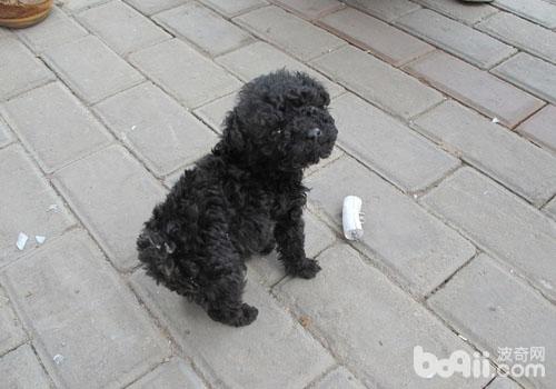 如何應對貴賓犬發燒的情況