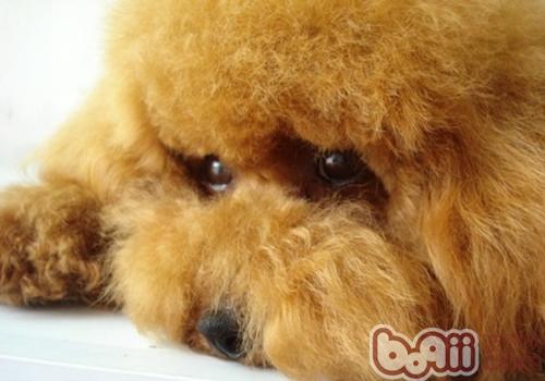 懷孕狗狗喂食次數的調整
