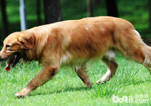 為自家金毛犬繁殖需要慎重