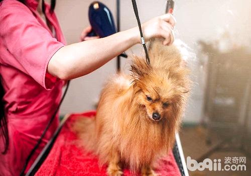 以下原因告訴你寵物美容為什么比人美容貴