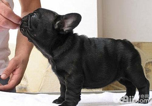 犬寄生蟲性皮膚病之犬虱病