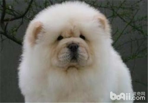 犬眼瞼內翻的臨床癥狀