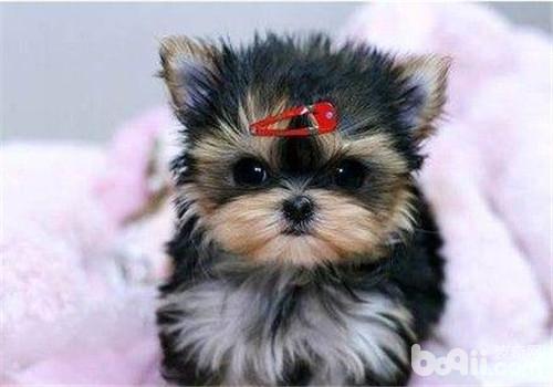 犬風濕癥的診斷要點