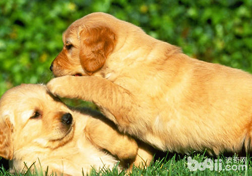 <a href=/zhonglei/gou/ target=_blank class=infotextkey>狗</a>狗鼻炎怎么處理