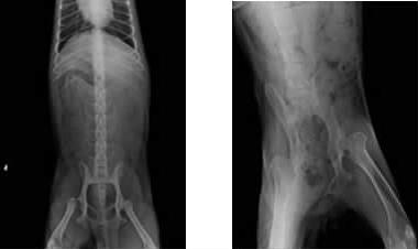 犬髖關節發育不良的診斷與治療