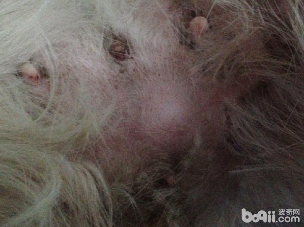 犬臍疝的診斷及手術方法