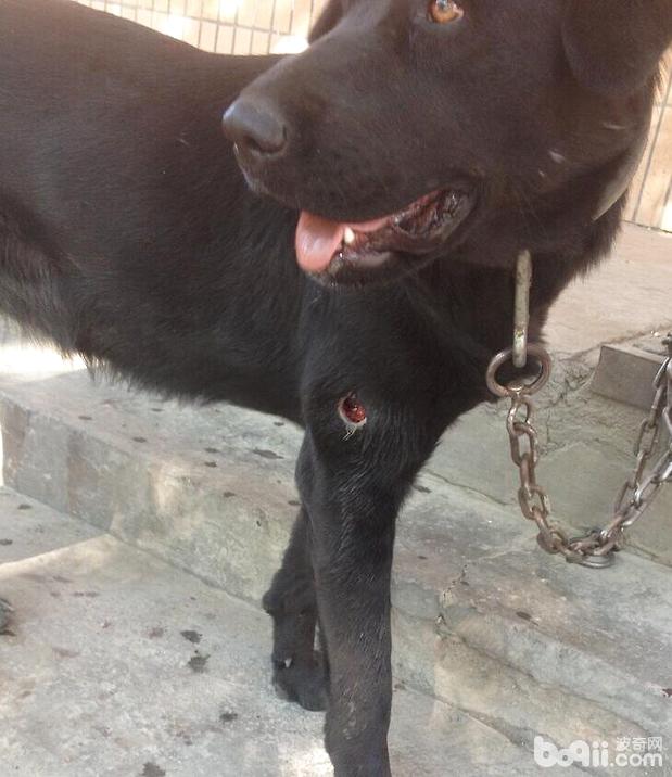 一例藏獒的犬蠅蛆病診療與體會