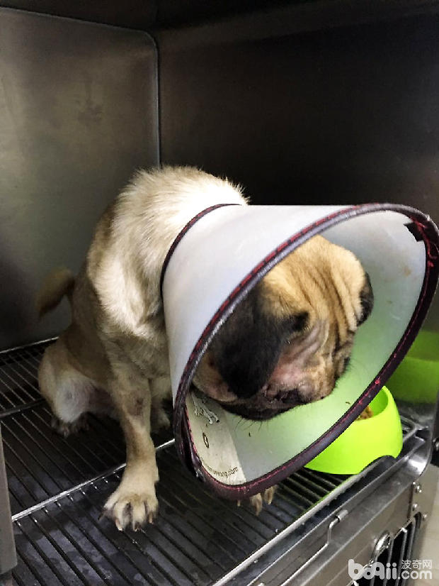 八哥犬眼球摘除術