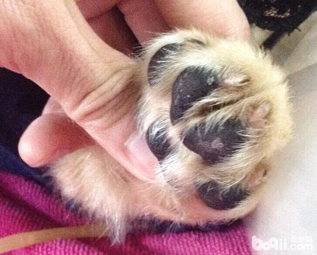 高免卵黃抗體IgY在犬瘟熱病例治療中的應用