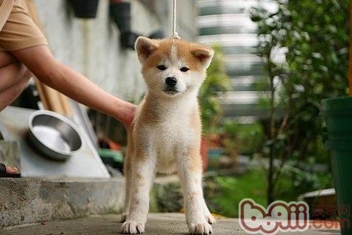秋田犬的牙齒該怎么護理