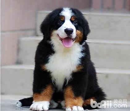 犬鉤蟲病會傳染人嗎