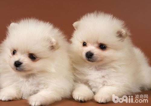 博美犬太調皮怎么辦