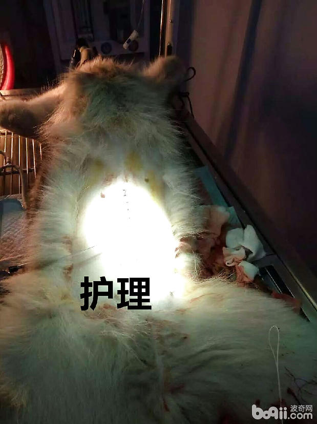 引起犬腹膜炎的常見原因