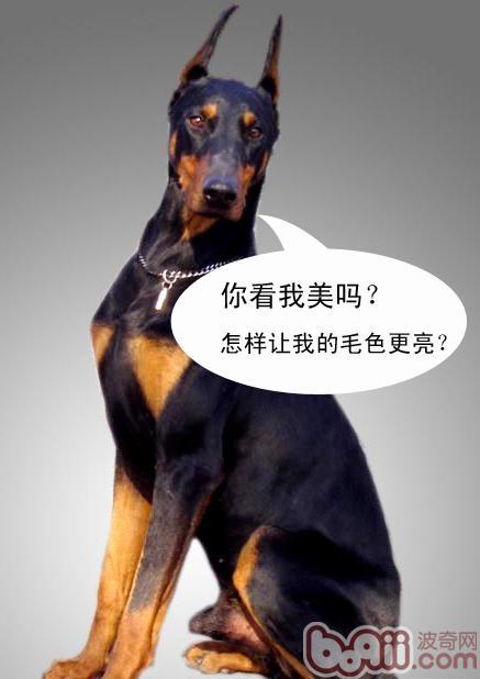 如何讓狗狗毛色亮起來