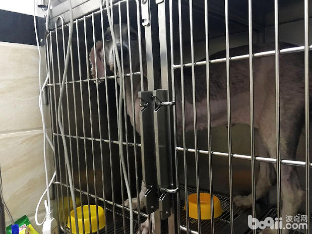 古牧犬嚴重胃擴張的診治