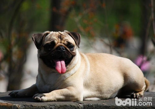 巴哥犬拉稀要注意哪些問題