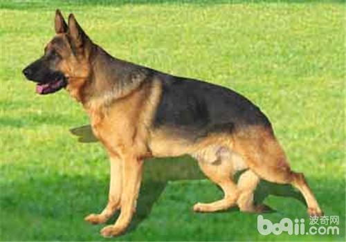 犬胃扭轉的原因分析