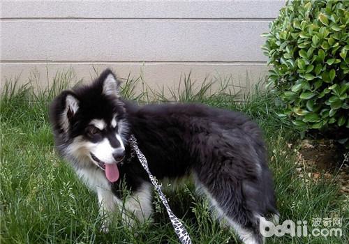 犬大葉性肺炎的病因及癥狀