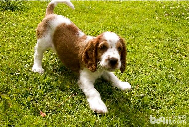 如何給史賓格犬護理被毛