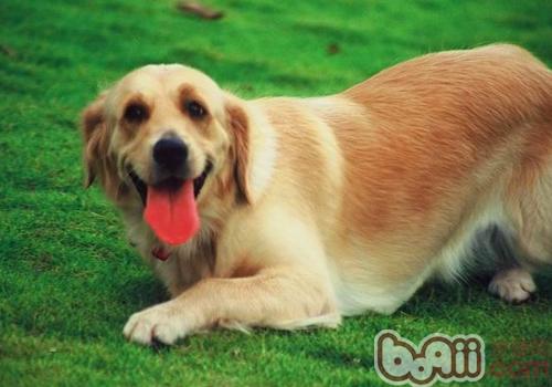 如何訓練<a href=/zhonglei/gou/ target=_blank class=infotextkey>狗</a>狗匍匐前進