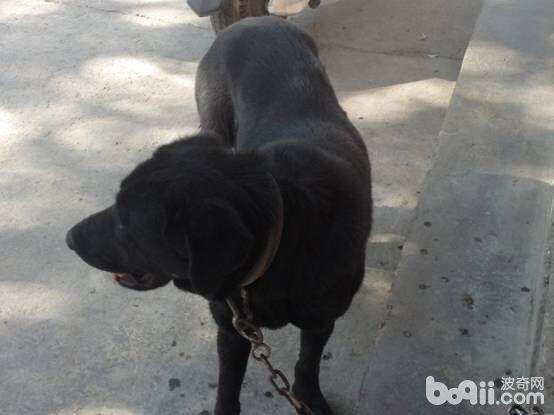 一例藏獒的犬蠅蛆病診療與體會
