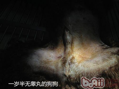 一例公犬隱睪手術