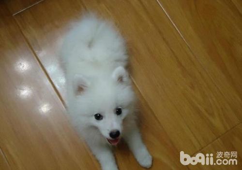 如何治療犬細菌性心內膜炎