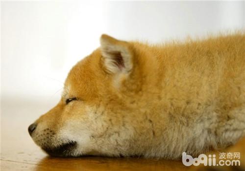 犬膀胱結石的判斷方法