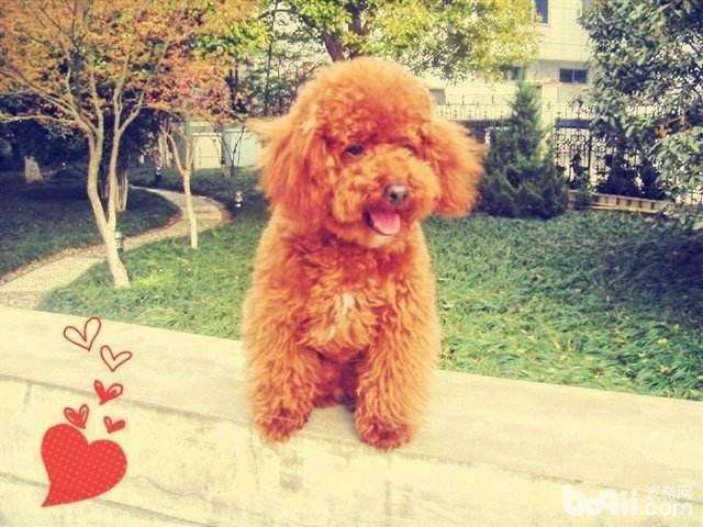泰迪犬耳朵毛發越來越稀疏怎么辦