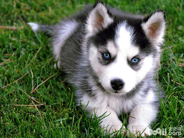 犬維生素A缺乏癥的病因是什么？<a href=/zhonglei/gou/ target=_blank class=infotextkey>狗</a>狗缺乏維生素A怎么治療