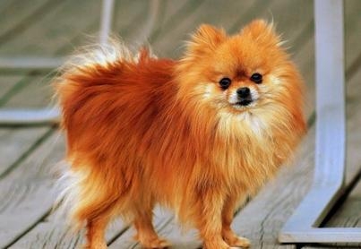 博美犬什么時候開始換毛