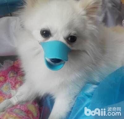 一例犬咬傷病例分析