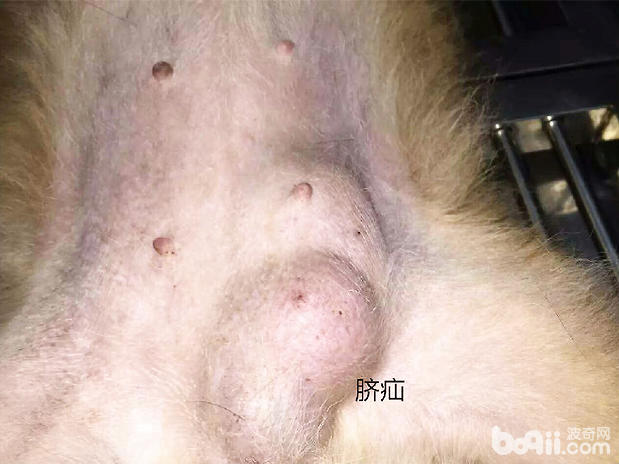 犬常見的三種外科疾病