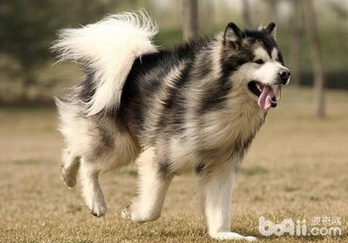 引起犬膿胸的原因有哪些