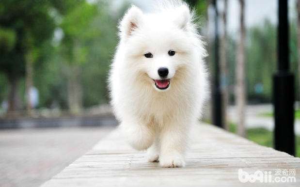 如何給薩摩耶犬洗澡