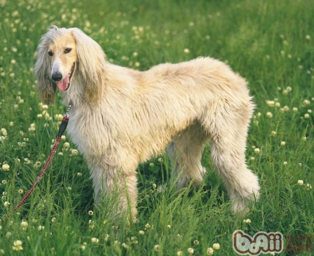 如何訓練<a href=/zhonglei/gou/ target=_blank class=infotextkey>狗</a>狗坐下