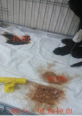 狗狗細小癥狀和治療方法