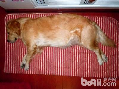 狗狗難產的應急措施