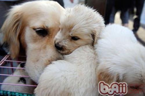 如何判斷愛犬是否懷孕